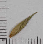 Northern long sedge